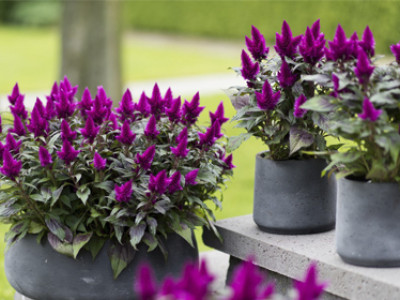 Federbusch Deep Purple®