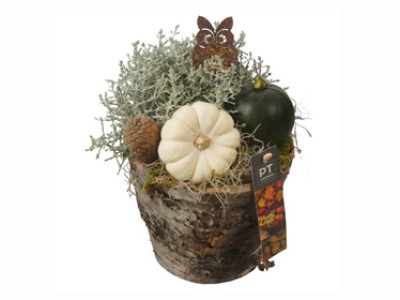 Zierkürbis- Arrangement