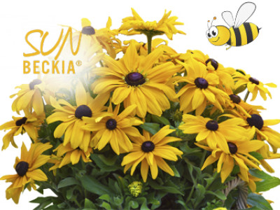 Rudbeckia SUNBECKIA® XL