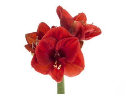 Schnitt-Amaryllis PREMIUM