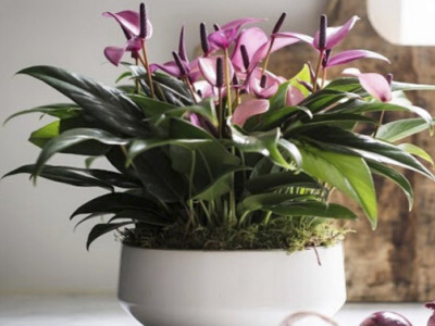 Anthurium andreanum ZIZOU®