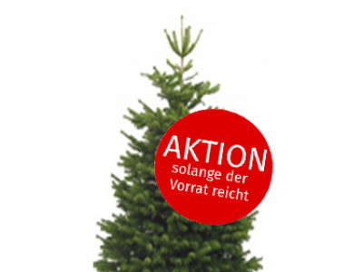 Nordmanntanne geschlagen