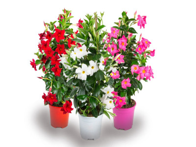 Dipladenia Pyramide Premium