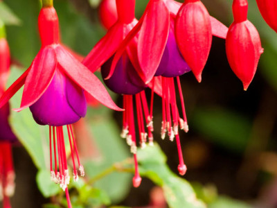 Fuchsien stehend oder hängend