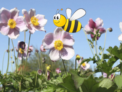 Herbst-Anemone XL