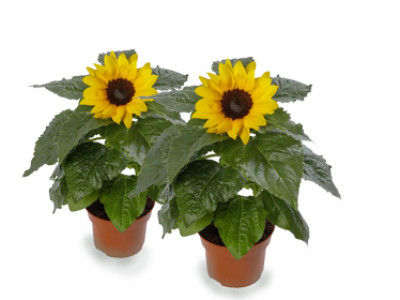 Sonnenblume SUNSATION