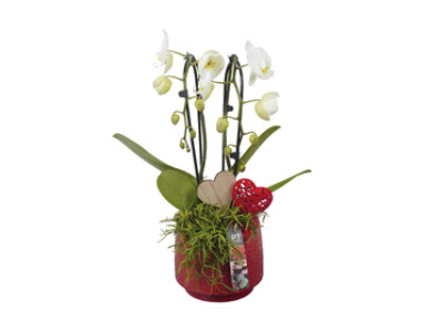 Orchideen Arrangement