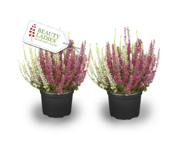 Knospenheide TWINS zweifarbig