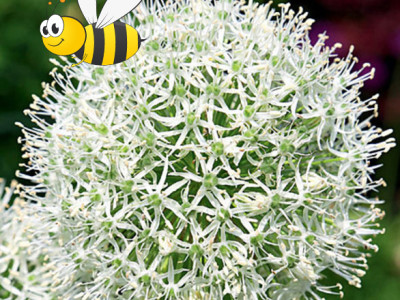 Allium Mount Everest®