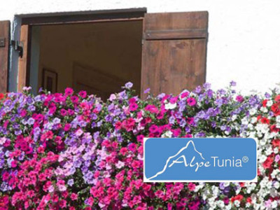 Alpetunia Hängepetunie exklusiv