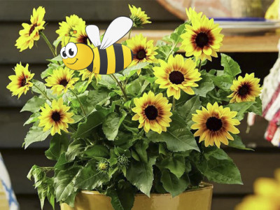 Sonnenblume SunBelievable® XL