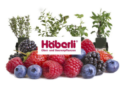 Beerenobstpflanzen HÄBERLI