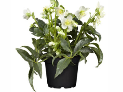 Christrose PREMIUM XL