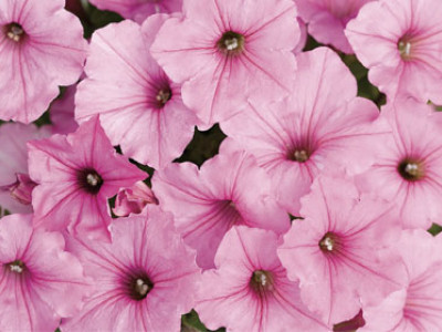 Supertunia Vista® BUBBLEGUM