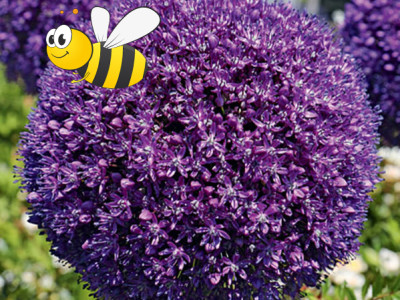 Allium Ambassador®