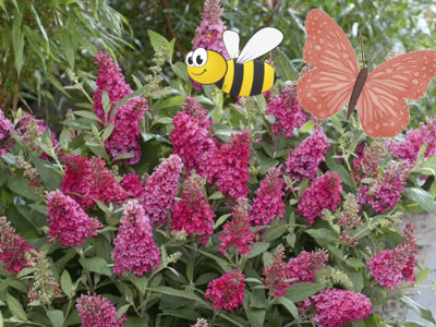 Schmetterlingsflieder Butterfly Candy®