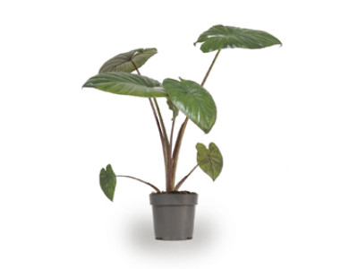 Pfeilblatt CHOCOLATE GREEN®