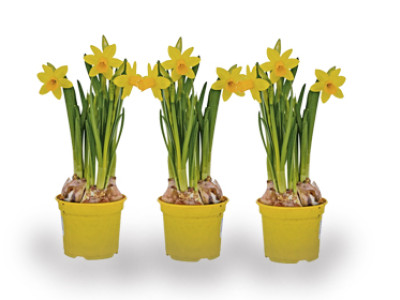 Narzisse Tête à Tête