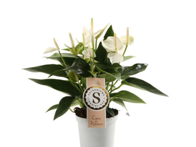 Anthurium andreanum White Champion®