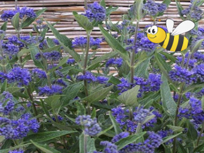 Bartblume