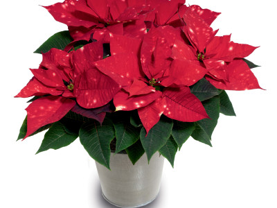 Weihnachtsstern SkyStar®