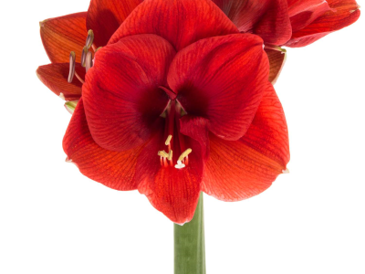 Schnitt-Amaryllis PREMIUM