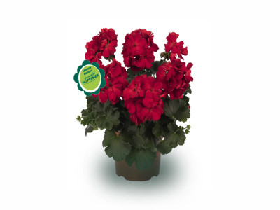 Geranien stehend Premium