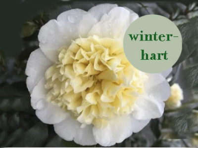 RARITÄT: Camelie BRUSHFIELD`s YELLOW