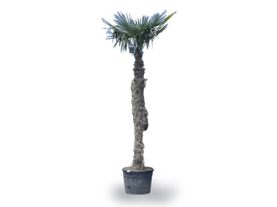 Chinesische Hanfpalme XXL