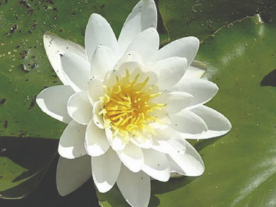 Zwergseerose Alba®
