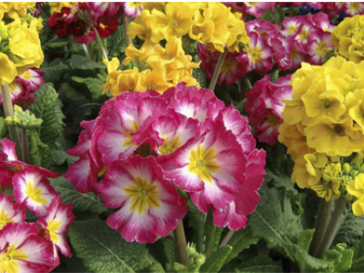 Stängelprimel INARA