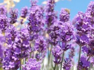 Lavendel Hidcote Blue EXTRA