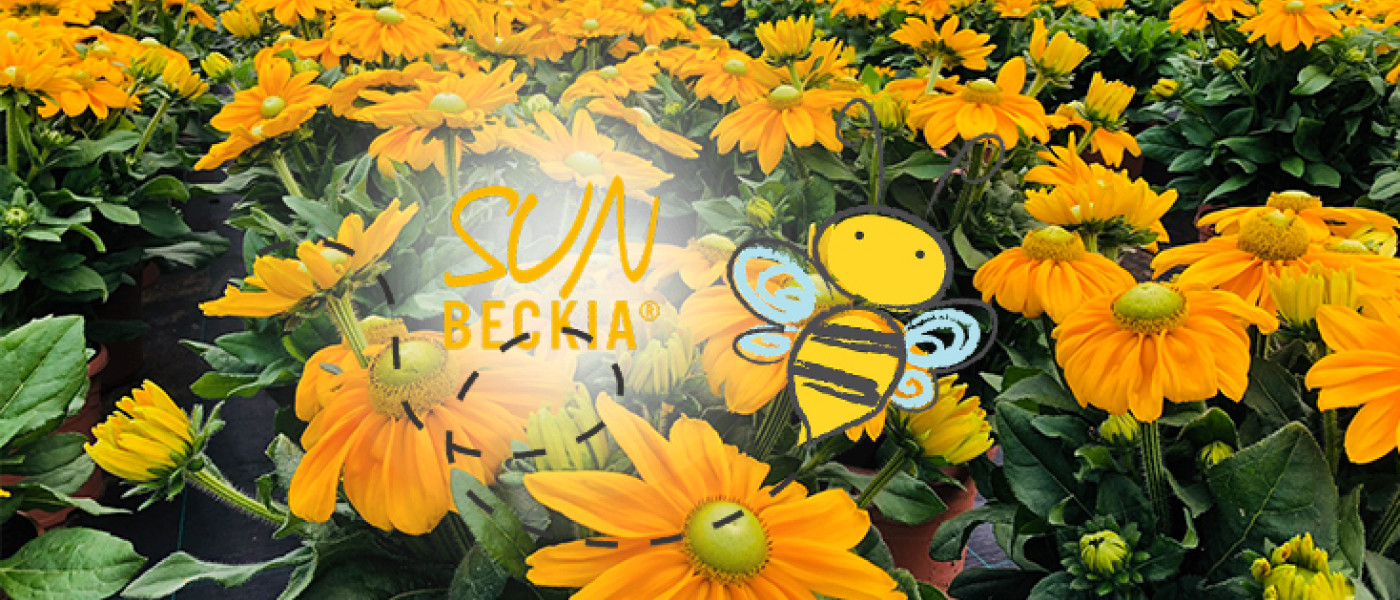 SUNBECKIA&reg; - und die Sonne geht auf...
