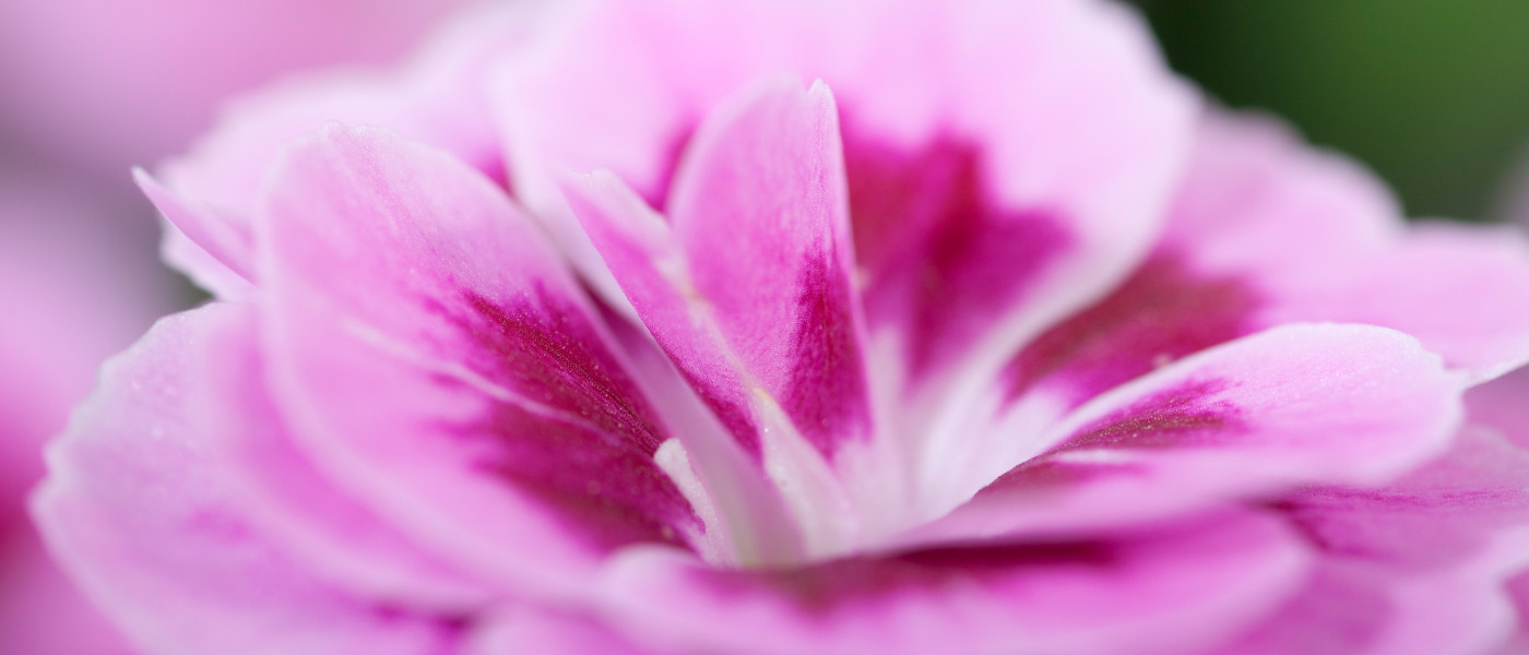 PINK KISSES&reg; - Bl&uuml;tenk&uuml;sse...
