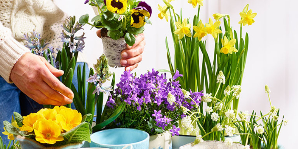 Bellandris H&ouml;ppener Mein Gartencenter