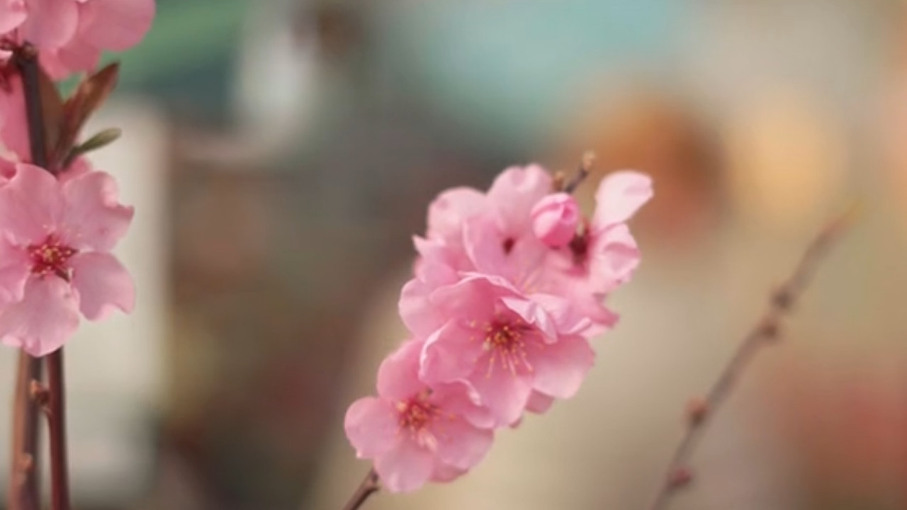 Your browser does not support the <video> tag